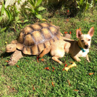 A Tortoise and a Dog? Friendships Cross All Boundaries for Tilly G and Skippy