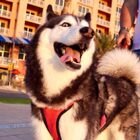Meeka the Husky Has A Lot To Say And We Should Be Listening