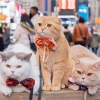 These 3 cats, Sponge Cake, Mocha, and Donut, are your summer 2022 travel goals