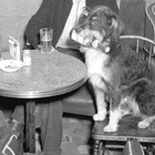 The Story of Mike, The Bartending Dog