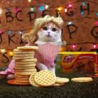 Waffles The Cat Does Movies, Commercials, Magazine Covers. AND The MET Gala?