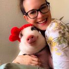 Roxy aka @roxxydepalma The Pot Belly Pig With the Biggest Smile In The World