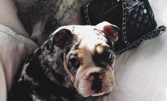 Rolly The $50,000 English Bulldog Adopted By Tyga and Kylie Jenner