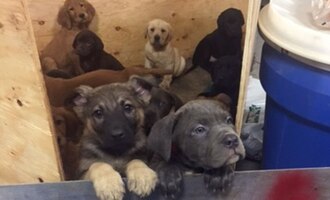 104 Puppies Found in a New York Truck Crash Lead Adoptions
