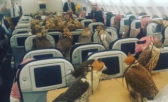 How do 80 Pet Falcons of a Saudi Prince Fly? By Booking Them All Plane Tickets of Course!