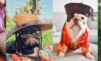 Top 10 Most Popular French Bulldogs on Instagram