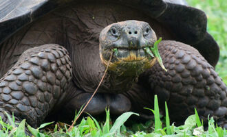 Giant Tortoise Causes $150,000 Worth of Damage to Neighbors Home