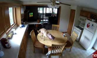 Dog Busted Stealing Food on a Nest Cam