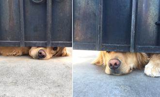 A Gate Can’t Stop Puppy Love: The Viral Story of Elisa and Ralph the Retriever
