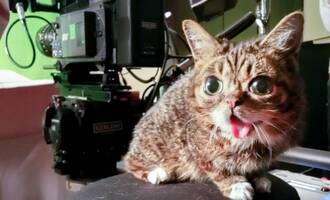 Lil Bub the ‘mysterious alien woman’ Raises over $300,000 for ASPCA