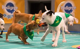 Puppy Bowl XIII – 5 Furry Facts