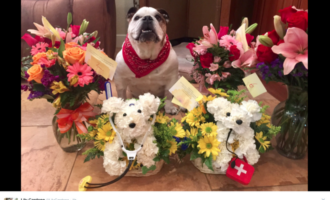 Looking for Valentine’s Day ideas? How about Dog Flowers.