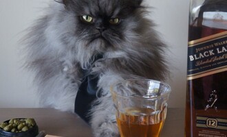 Colonel Meow the Whisky Drinking Cat Still Makes YouTube Royalties