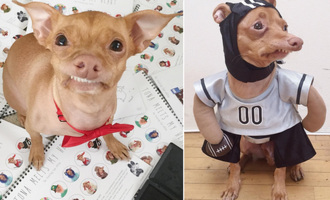 Tuna the Chiweenie Has a Line of Merchandise, Modeling Contracts, and a Book Deal