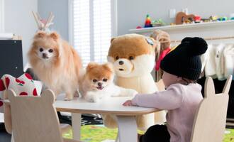 Boo the World’s Cutest Dog Makes $20,000 a Week