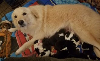 Doggie Mom Loses Puppies in Barn Fire, Finds Orphaned Pups to Adopt and Care For