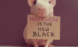 Ludwik The Hairless Nude Guinea Pig Model With over 160K Followers