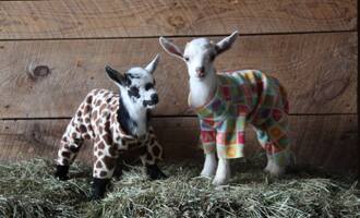 Baby Goats in PJs Frolicking in Colorful Onsies… YES! (Video)