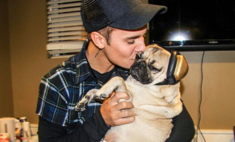 Doug the Pug, Lover of Pizza, Donuts, and Internet Fame with over 5 million Followers