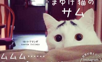 Sam, the Kitty with Cara Delevingne Quality Eye Brows, 250K Followers, and a Book Deal