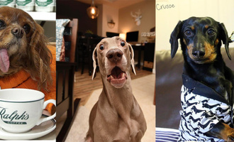 Top 10 Instafamous Dogs to Follow That Pull at Your Heart Strings