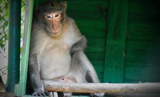 Miraculous Recovery Thailand Monkey Shot in the Face with a Metal Arrow Survives