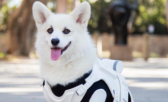 This Corgi Stormtrooper is the Cutest Member of the Imperial Army @winstonthewhitecorgi