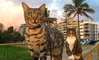 These skateboarding and surfing cats of Catmantoo can summer better than you