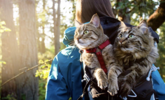 Adventure Cats Bolt and Keel @adventrapets: rescued from a garbage now climb mountains