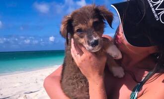 Potcake Place: white sand beaches, tropical waters and puppies