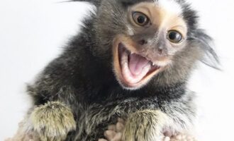Finger monkeys Diddy & Yeti Kong were orphans, now best friends