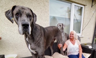 Meet Freddy, the World’s Tallest Dog at over 7 feet, 6 inches