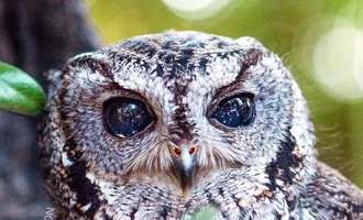 The story of Zeus: The blind owl with stars in his eyes