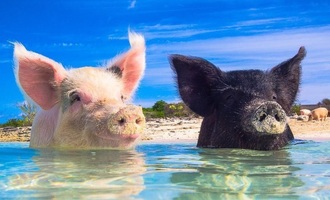 These tropical swimming pigs are your new vacation goals