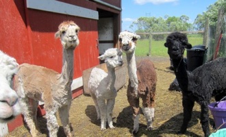 Forget goat yoga, alpaca dance is the hottest fitness trend by The 313 Farms The AlpacaZone