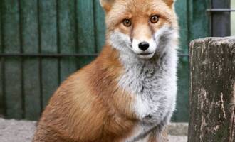 Chester the Handicapable Red Fox is Scarred but Beautiful