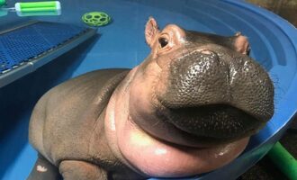 Fiona the Baby Hippo of The Cincinnati Zoo is the Official Queen of the Summer