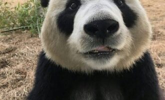 Can China save the pandas?