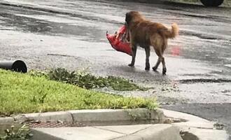 Looting dog Otis takes advantage of Hurricane Harvey to score kibble