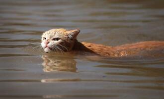 Grumpy cat powers through Hurricane Harvey like a boss