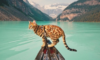 The Instagram Adventures of Suki the Bengal Cat