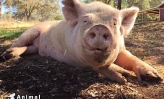 Rescued hog Wilbur and wild squirrel find love in a pig sty