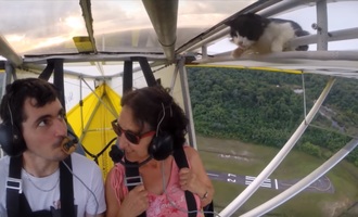 When cats fly: Furry stowaway takes an unexpected flight