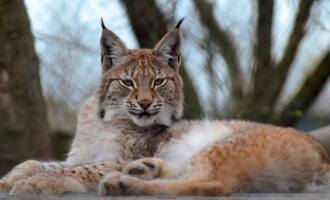 Lillith the elusive Lynx still at large, eludes zoo keepers and vacations on countryside