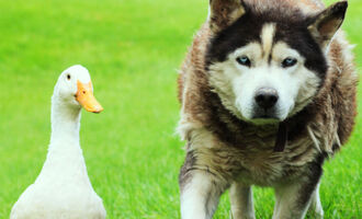 Max and Quackers, an unlikely animal friendship guaranteed to melt your heart