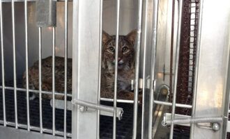 Thanksgiving miracle: bobcat survives 60 mile trip in car grill