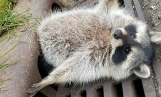 Chubby raccoon stuck in sewer drain is too relatable