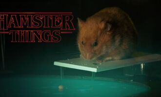 Hamster Things Cuter Than Stranger Things? You Decide