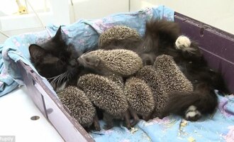 Musya the cat adopts orphaned hedgehog babies proving that love knows no bounds