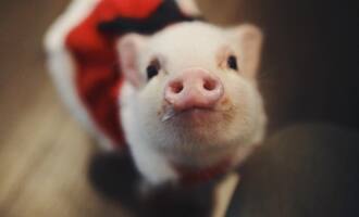 Stella Max the Piglet  will warm your cold, icy hearts